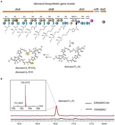Engineering of Burkholderia thailandensis strain E264 serves as a chassis for expression of complex <mark class="highlighted">specialized metabolites</mark>